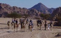 Camels_Jordan.JPG