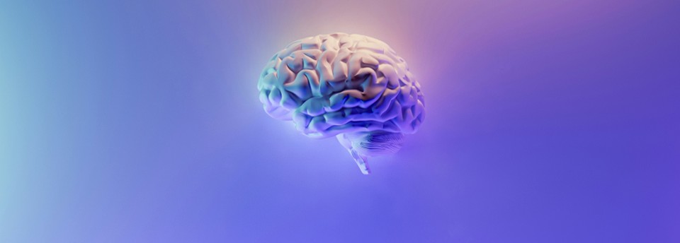 Brain