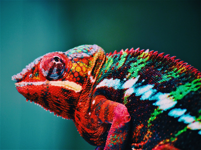 chameleon