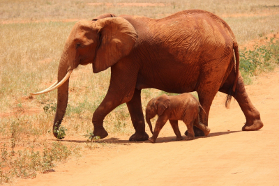 Elephants