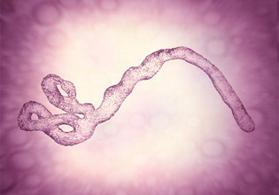 Ebola