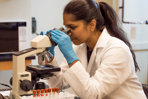 Observing samples under the microscope 