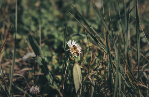 biodiversity