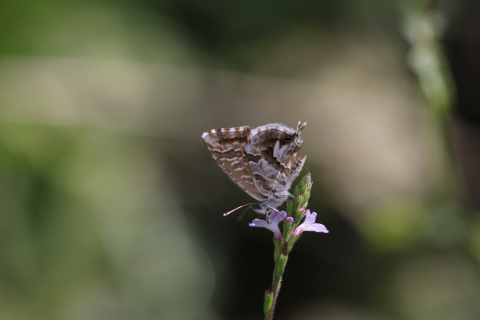 Cacyreus marshalli, a South African species introduced into Italy in 1997 via horticultural trade