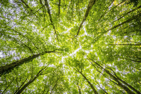 Call for applications: Grand Prix Luciole - Ecological transition