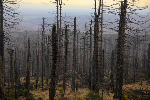Upcoming Event: Launch of EASAC’s New Report on Wildfires in Europe