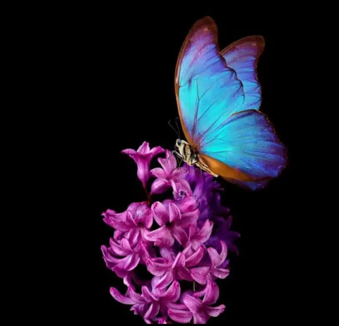 Open Online Course on Biodiversity Finance 