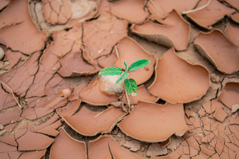 Desert with plant