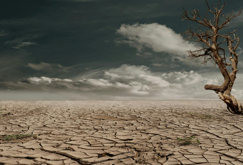Desert with tree