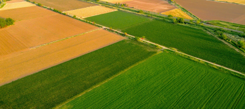Fields